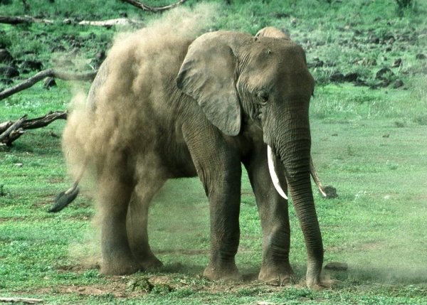 Elephant Dusting Itself
